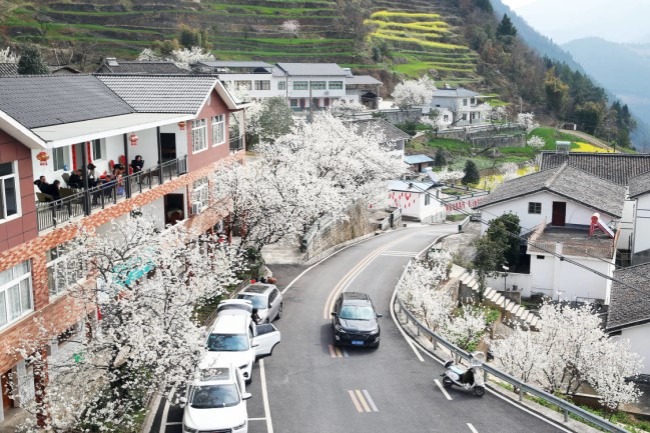 Cherry blossoms bring early spring to Guangyuan