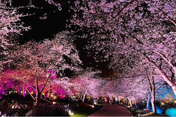 Cherry blossoms add to night charm in Wuhan