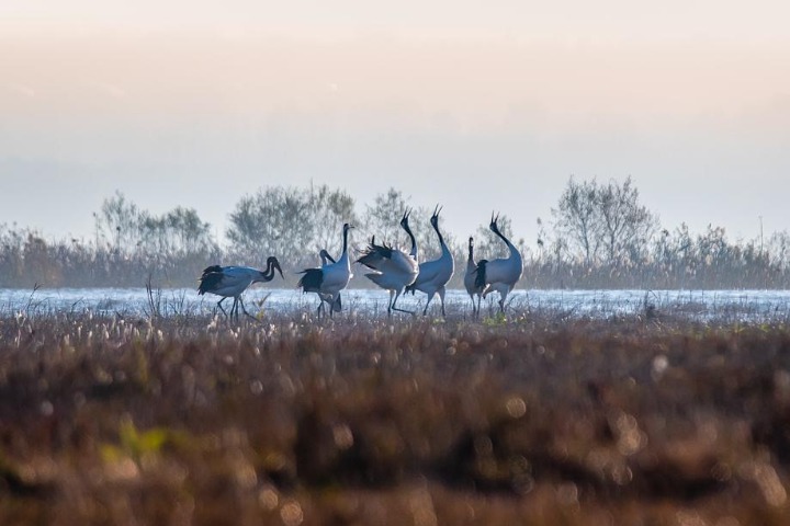 Photographers record rare cranes in Qingdao