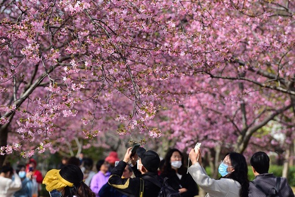 Cherry blossom season approaching