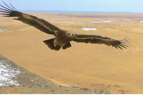 Eagles hover over Inner Mongolia terrain