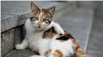 Community rallies round to look after stray cats