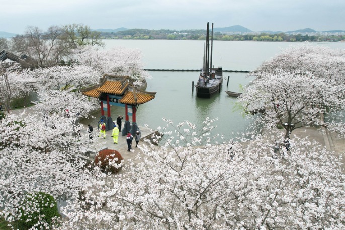 Time to admire cherry blossoms in Wuxi