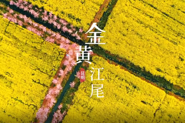 Sea of rapeseed flowers in Yunnan resembles yellow carpet
