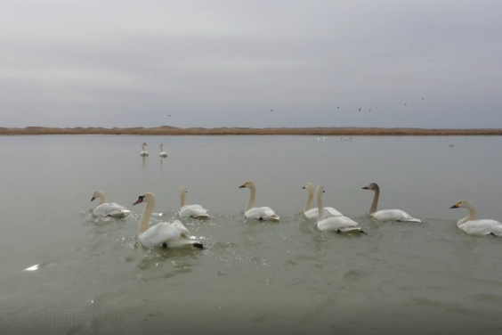 Migratory birds swim in lake in Inner Mongolia