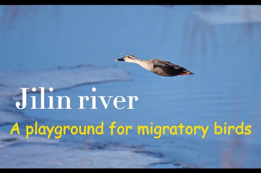 Jilin river a playground for migratory birds