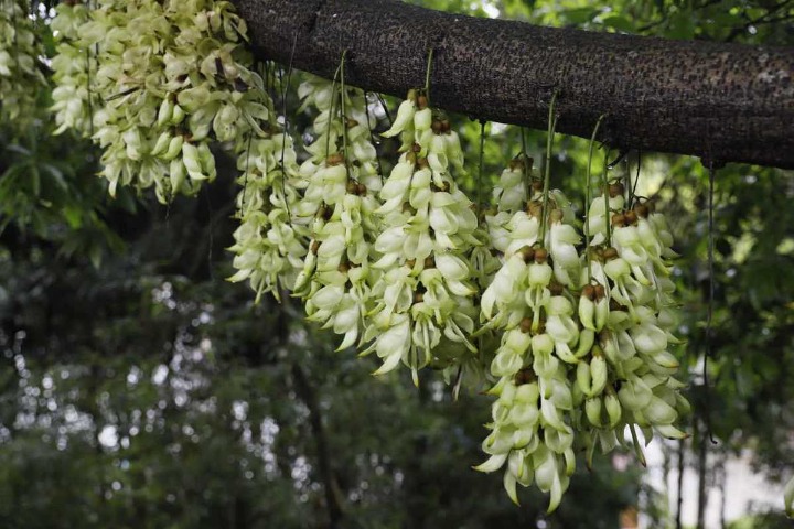 Mucuna Birdwoodiana flowers in full bloom in Guangzhou
