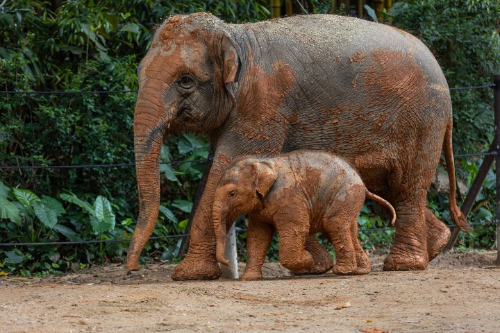 Baby elephant meets public in Guangzhou