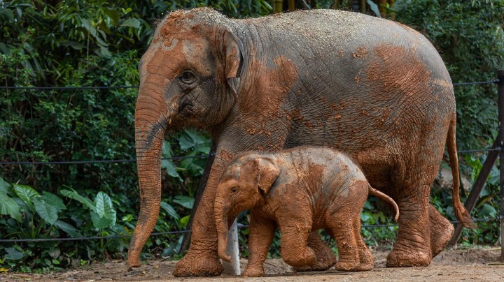 Baby elephant meets public in Guangzhou
