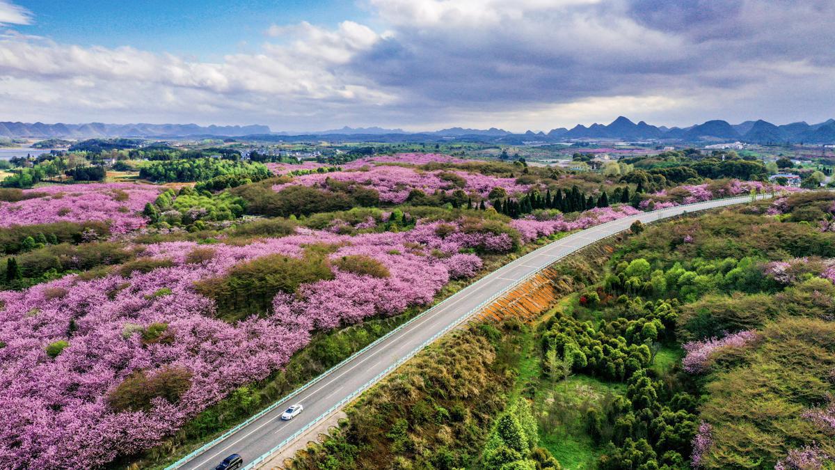 Expressway in Guizhou awash in blossoms