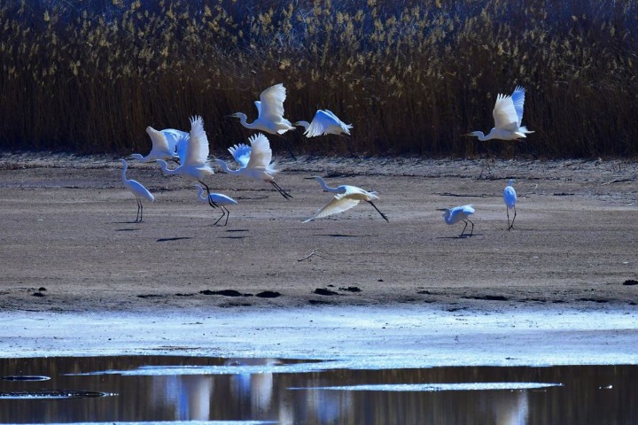 Migratory birds stop over in Ningxia