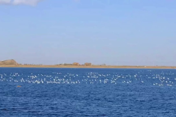 Thousands of swans fly over lake in Inner Mongolia