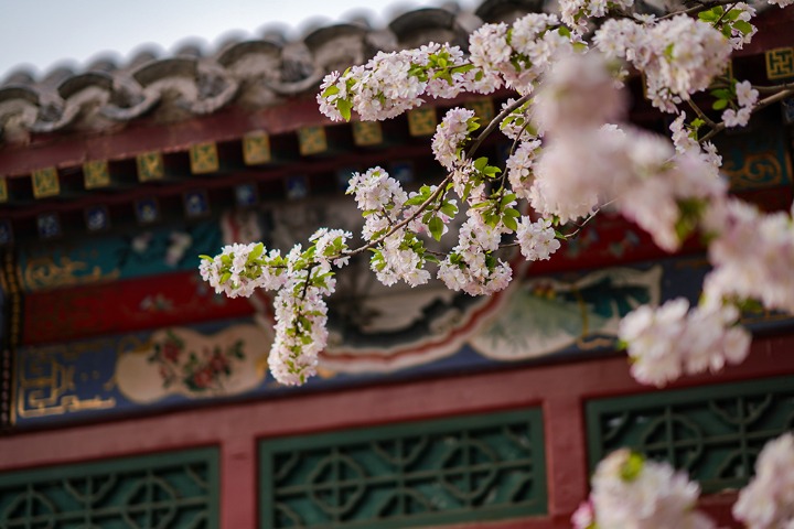 Chinese crabapple trees in full bloom in Beijing