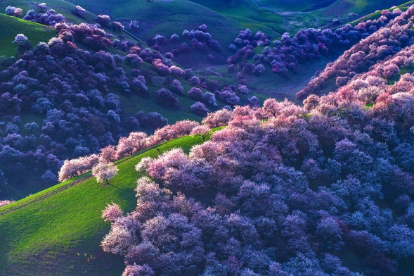 Apricot trees growing over valleys and hillsides in Xinjiang
