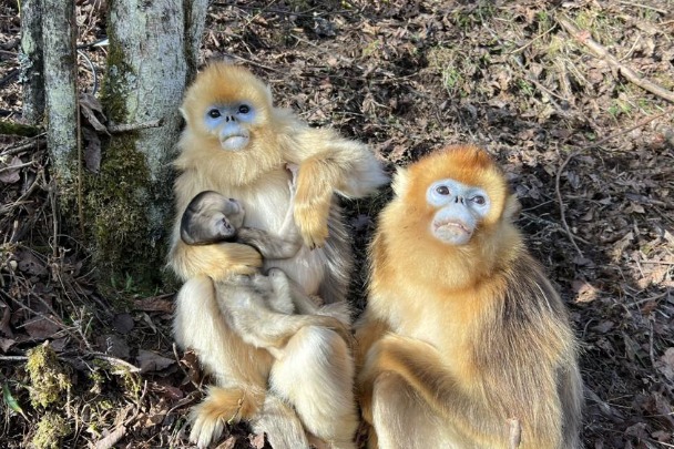 Record number of rare monkeys born in Hubei