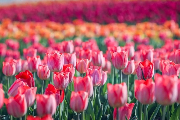 Blooming tulips brighten up Chenshan Botanical Garden