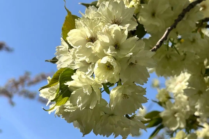 Rare green cherry blossoms seen for 1st time at Yuyuantan Park