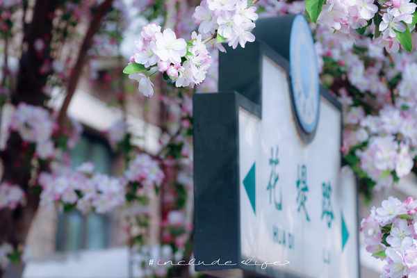 Crabapple blossom at Tianjin University to welcome spring