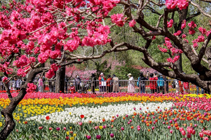 Colorful tulips draw residents to Beijing Botanical Garden