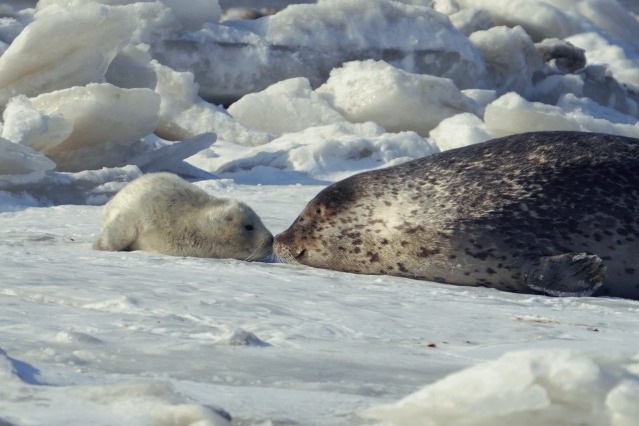 In Dalian, protected spotted seals thrive