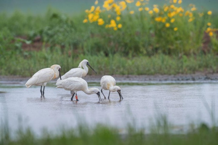 Endangered spoonbills return to Liaoning
