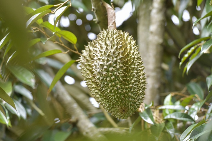 Rising durian appetite wows traders, growers