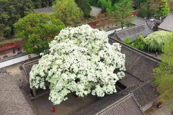 Ancient tree in full bloom at sage’s family mansion