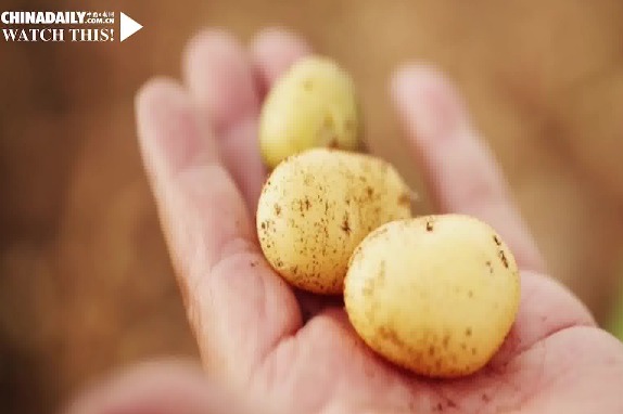 A small potato is big business in Dingxi
