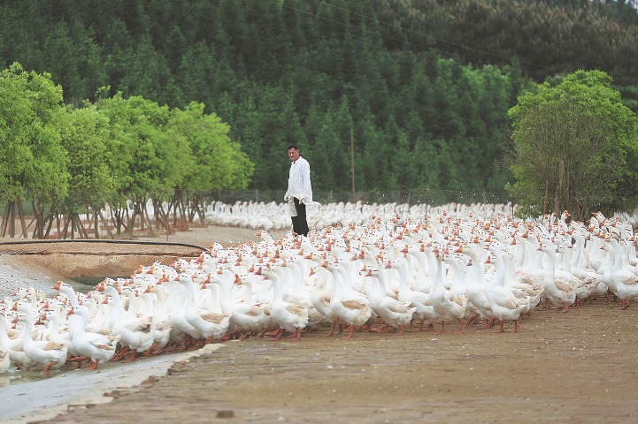 Goose feathers supply shuttlecocks for SW China factory