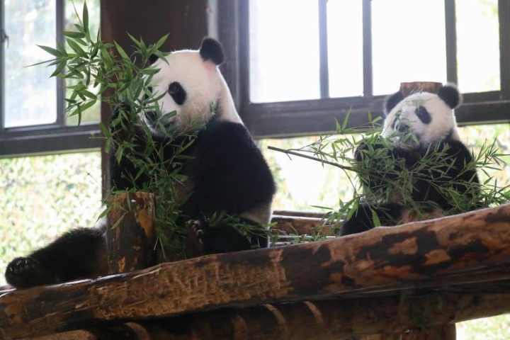 Bamboo shipment gives giant pandas plenty to munch on at Shanghai Zoo