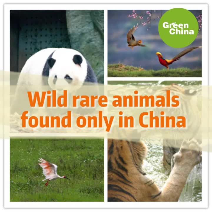 Video: wild rare animals found only in China