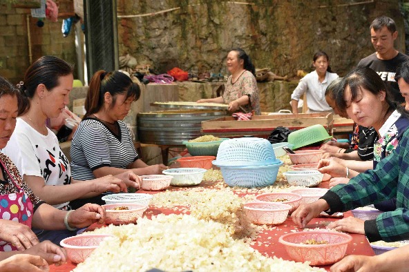 Guizhou farmers reap sweet gains with honey locust