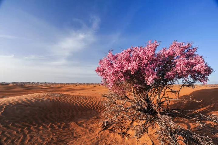 Pink flowers of Amygdalus mongolica bloom in Inner Mongolia desert