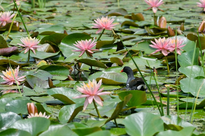 How water lilies blossom in Jiangsu