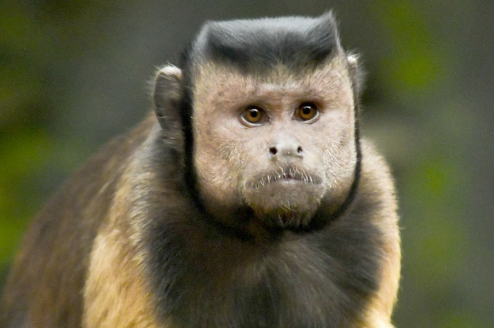 Square-faced Capuchin monkey becomes cyber celebrity