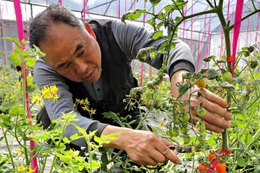 High-end agriculture migrates from Taiwan
