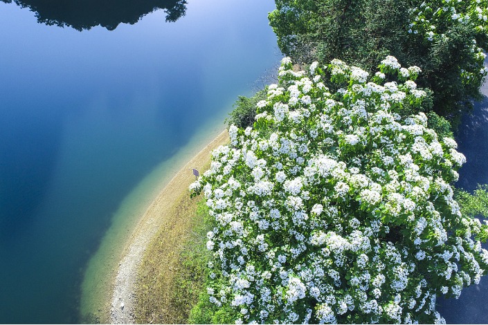Tung flowers bloom around Thousand-island (Qiandao) Lake