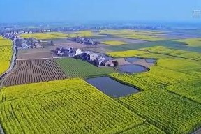 China's newly developed rapeseed variety sets yield record