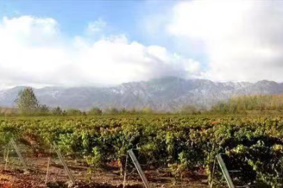 Ningxia proposes measures to promote the wine industry