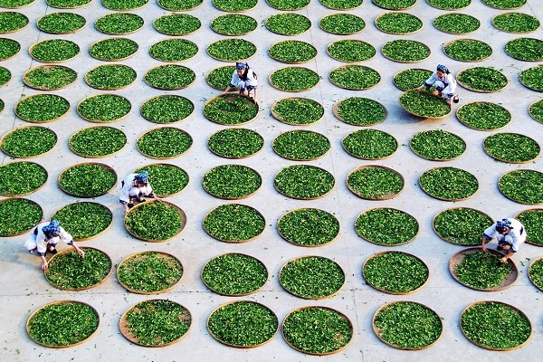 Anxi tea production added to UN list
