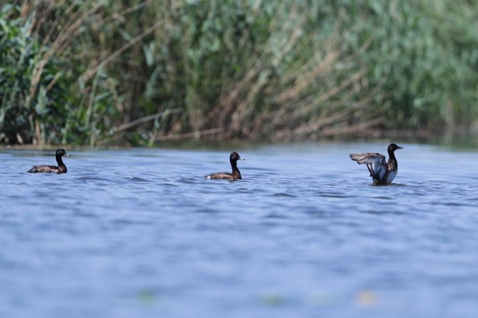 Endangered ducks are diving in Hebei