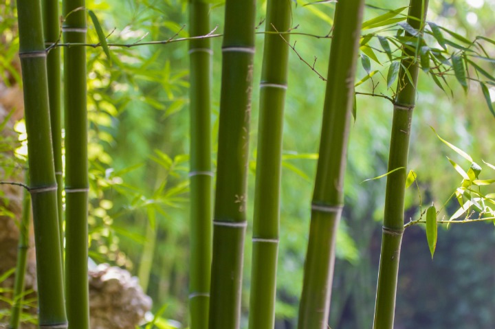 Tiny bamboo toothpick prying up big market overseas
