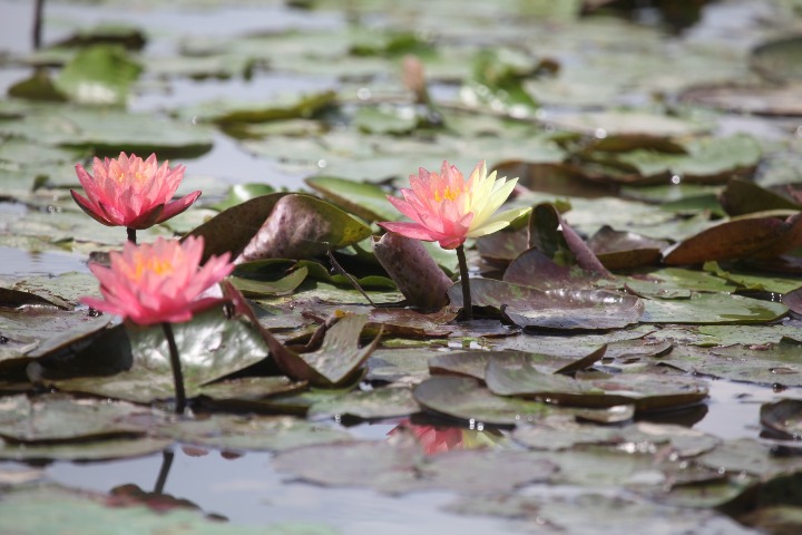 Rare double-colored water lilies seen in Guangzhou