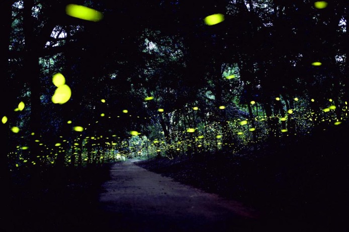 Magical fireflies light up the night