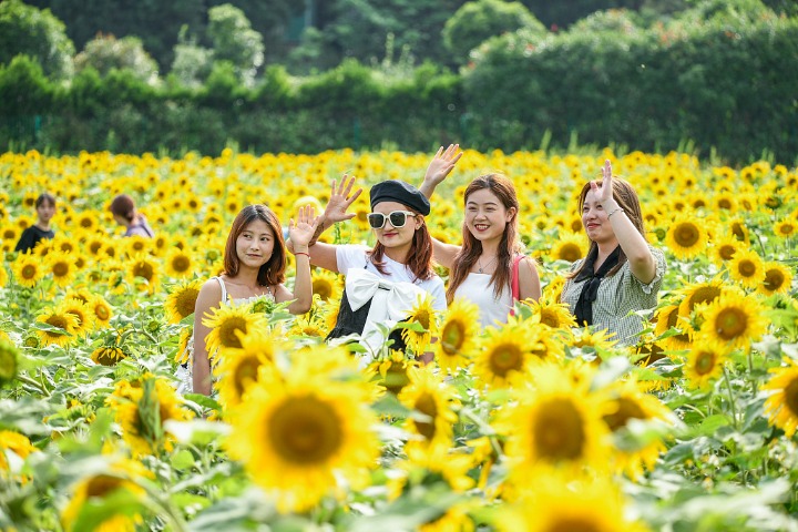 Sea of yellow as sunflowers put on a show in Guizhou