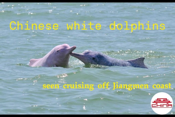 Chinese white dolphins seen cruising off Jiangmen coast