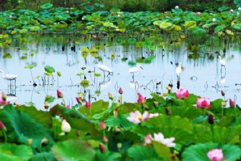Appreciate lotuses on Weishan Lake