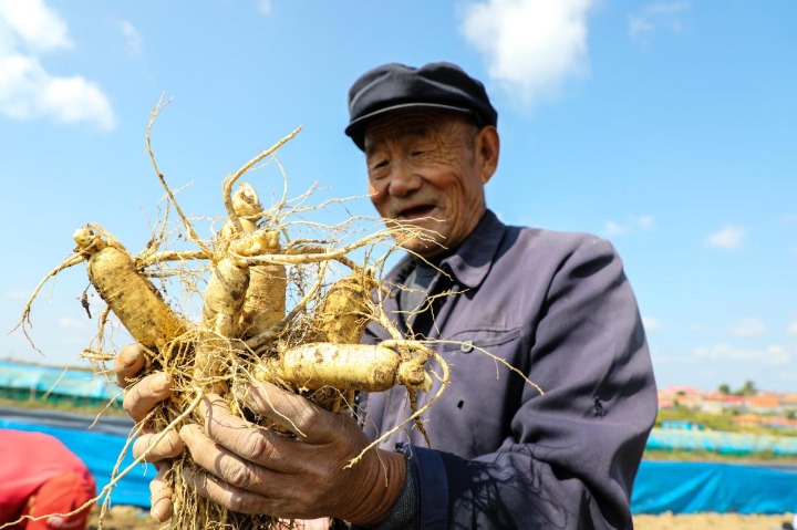 China's Jilin province to rev up ginseng industry