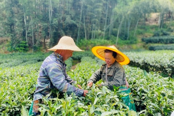 Tea industry prospers in Zhenghe through technological, cultural empowerment