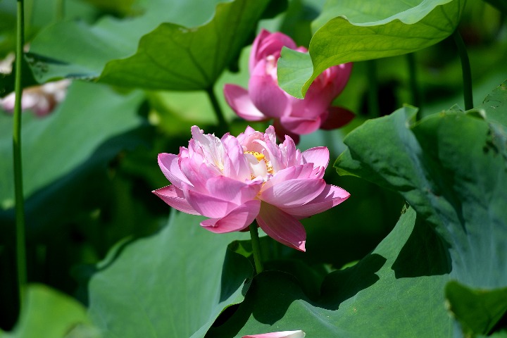 Lotus flowers bloom at Hangzhou's Xianghu Lake